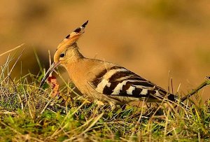 hoopoe