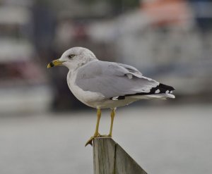 Gull