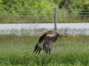 Red Kite on the hunt
