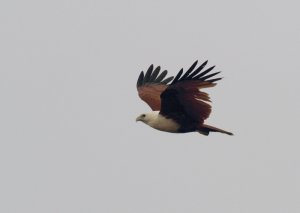 Brahminy Kite under grey skies