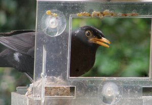 Mr Spotty tries the feeder