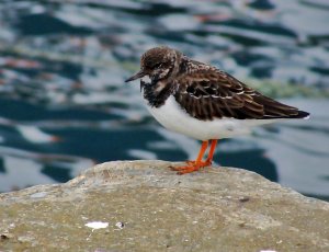 turnstone