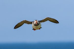 Puffin head on