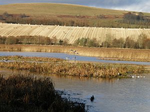 Greylag landing