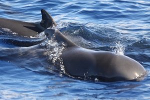 Short finned Pilot Whales