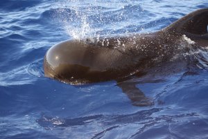 Short finned Pilot Whale