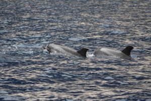 Bottlenose Dolphins