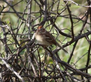 Field Sparrow