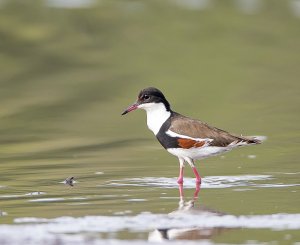 Red-kneed Dotterel