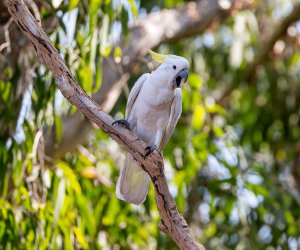 Sulphur-crested Cockatoo