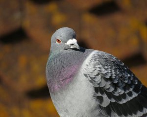 Pigeon