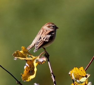 Another Field Sparrow