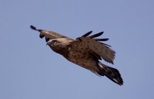 Short-toed Eagle up close and personal