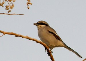 Shrike, Southern Grey