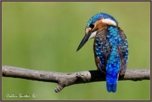 Malachite Kingfisher (Juv)