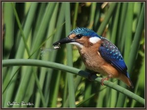 Malachite Kingfisher (juv)