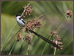 Pin-tailed Whydah (Male)