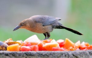 Female Great-tailed Grackle (Quiscalus mexicanus)