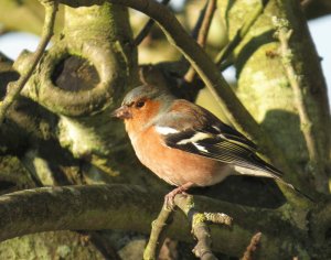 Chaffinch