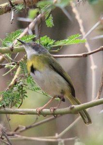 Yellow- breasted Apalis