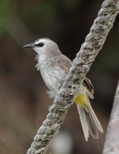 Yellow-vented Bulbul