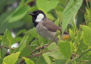 White-eared Bulbul