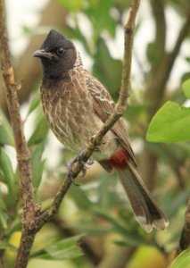 Red-vented Bulbul