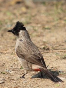 Sooty-headed Bulbul