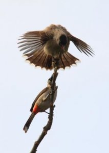 Sooty-headed Bulbul