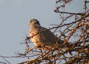 Wood Pigeon