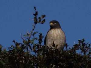 Roadside Hawk