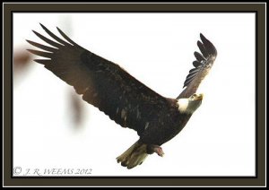 CONOWINGO LUNCH