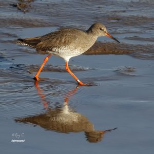 Astroscoped Redshank