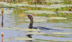 Long-tailed Cormorant (Phalacrocorax africanus)