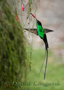 Black-billed Streamertail