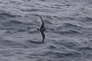 Blue Petrel