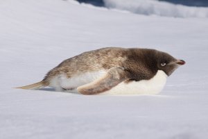 leucistic Adelie Penguin