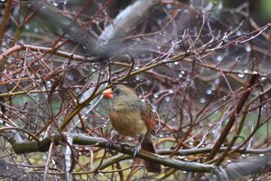 Female Cardinal