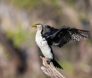 Little Pied Cormorant