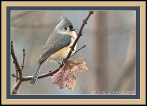 ANOTHER TITMOUSE