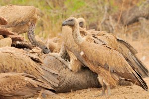 White-backed Vultures (Gyps africanus)