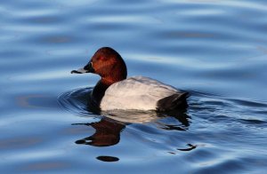 Cracking Drake Pochard