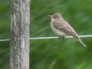 Spotted Flycatcher