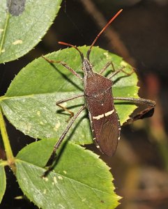 Florida Leaf-footed Bug