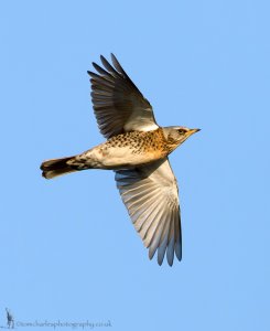 Fieldfare