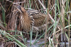 Bittern