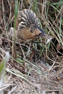 Bittern Fishing