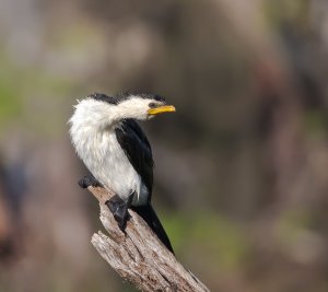 Little Pied Cormorant