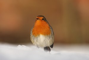 European Robin