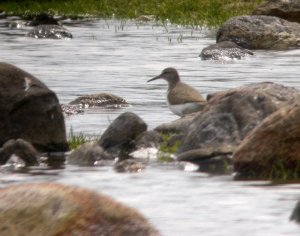 Common Sandpiper